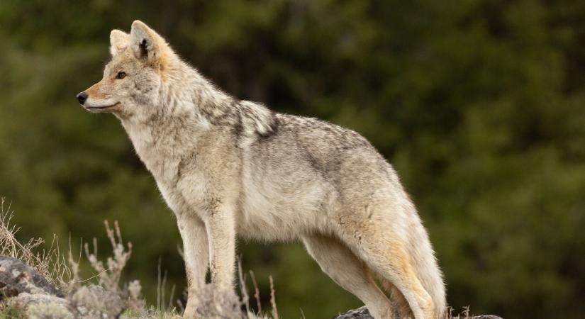 A coywolf: új farkasfaj született volna?