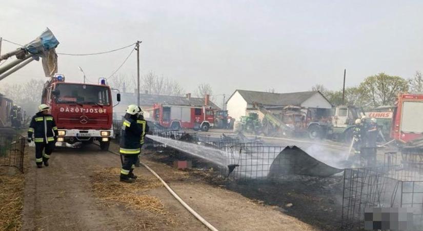 Borjúk pusztultak el egy tűzesetben Tolnanémediben