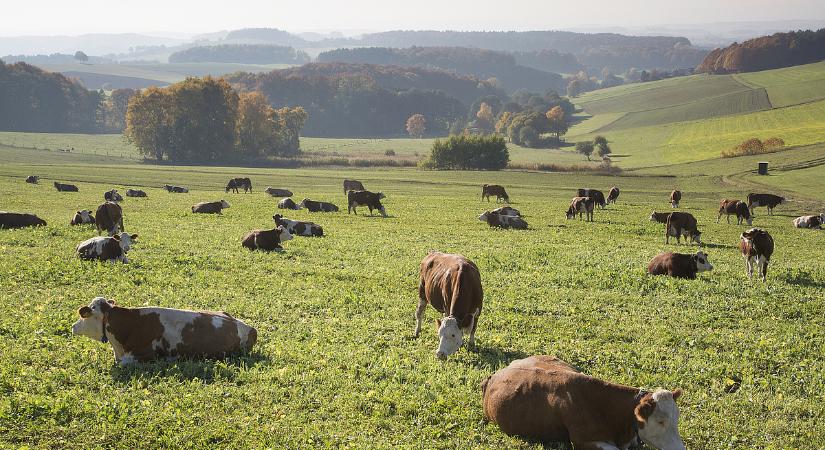 Kutató: az uniós agrártámogatások a szakadék szélére sodornak minket