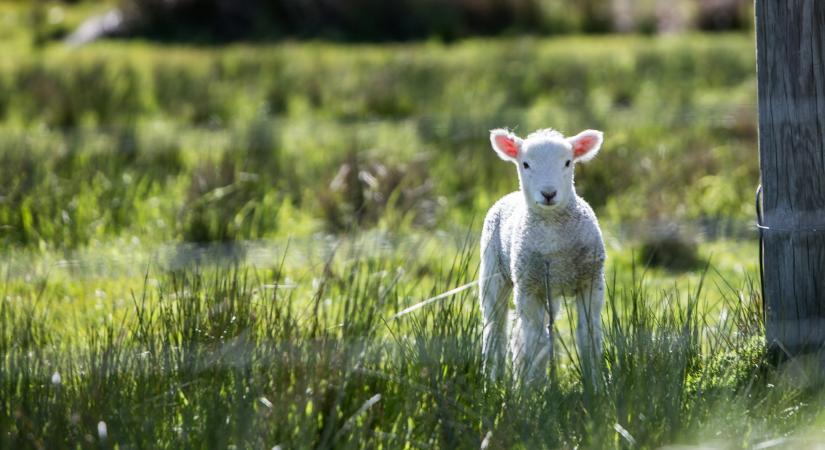 Kedvezően alakult a húsvét, ami a bárányexportot