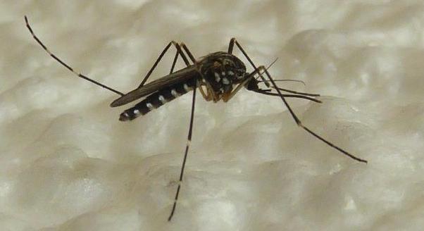 Jóval hosszabb a szúnyogszezon – Új betegségek várhatóak