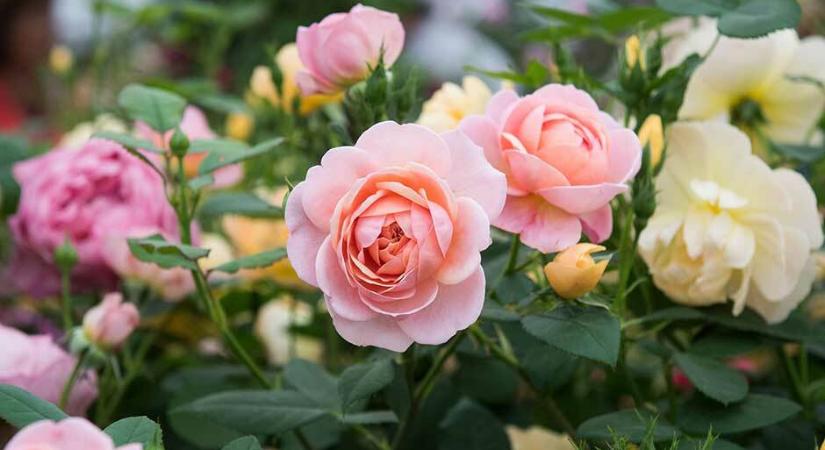 Rendelj rózsatöveket, hogy a Te kertedből se hiányozzanak!