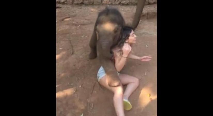Játszani kezdett a kiselefánt a lánnyal, de nagyon durva vége lett - videó