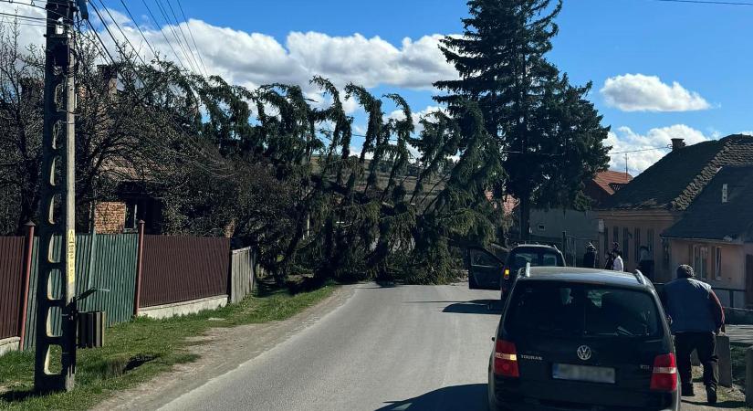 Áramkiesés, kidöntött fák – tarolt a szél Hargita megyében