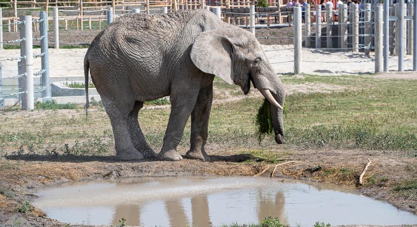 Botswana 20 ezer elefánt küldésével fenyegeti Németországot