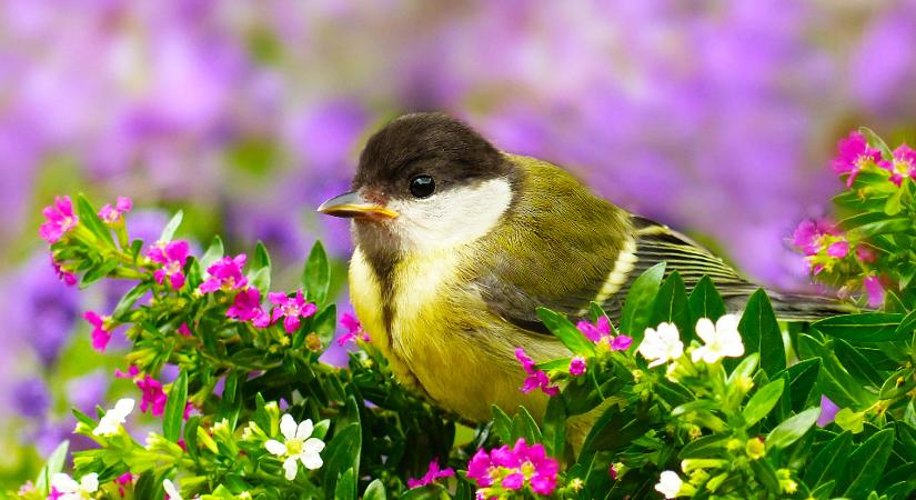 A körülöttünk élő csendes segítők nélkül nincs sikeres kertészkedés – a madarak nélkülözhetetlen szövetségeseink