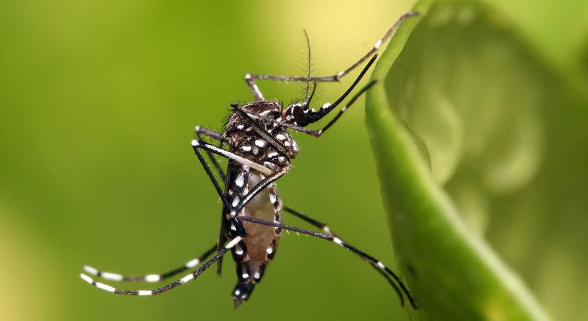 Nő az új betegségek felbukkanásának esélye, a szúnyogirtás nem megoldás
