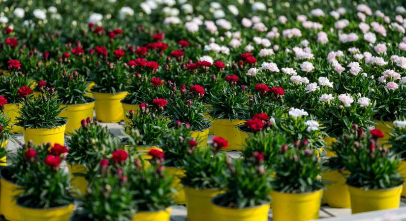 Több tíz millió hazai virágzó dísznövény kerülhet piacra