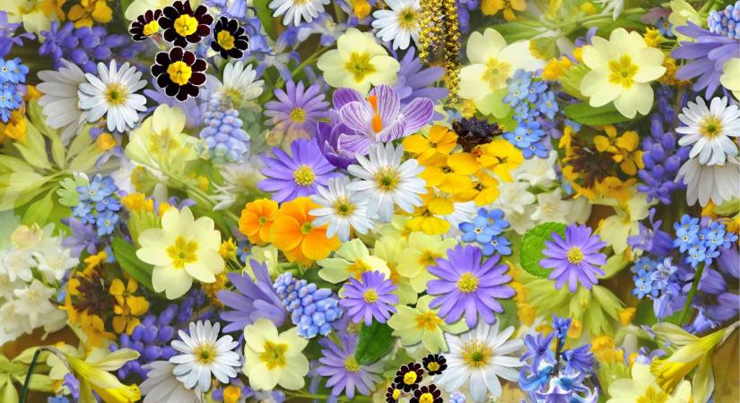 Kvíz: Felismered a tavasszal nyíló virágokat?