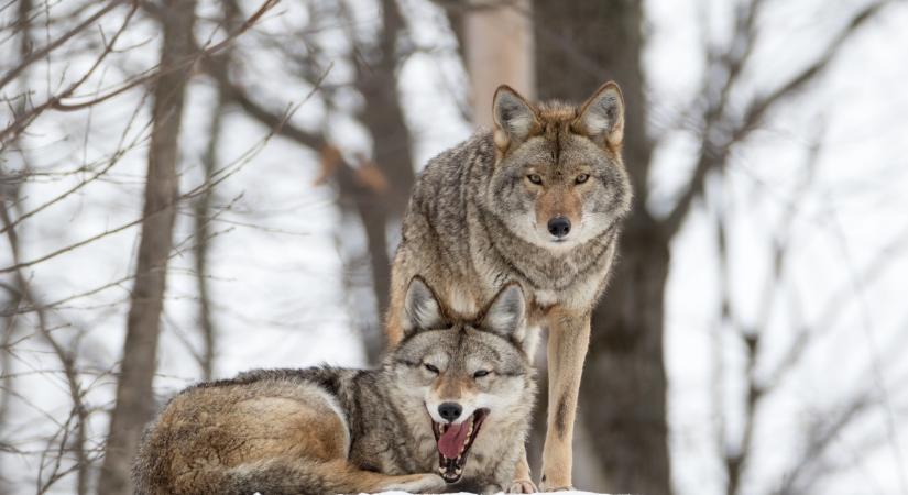 8 érdekesség a szürke farkasról: ha egy falkatag elpusztul, a többiek szervezetében megemelkedik a kortizolszint