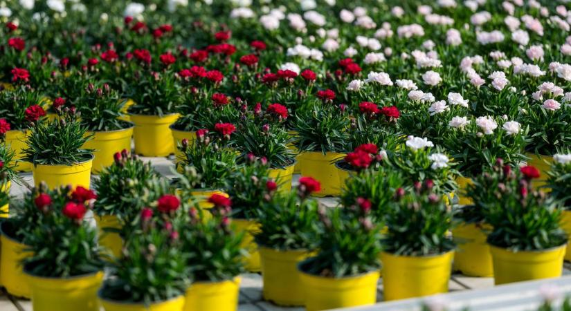 Az idén is több tíz millió hazai virágzó dísznövény kerülhet piacra