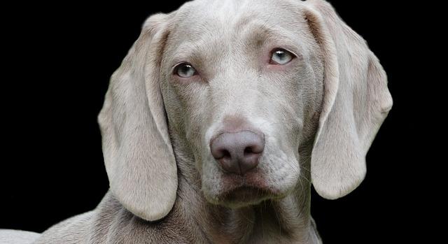 A kutyák segítségével többet tudhatunk meg az öregedésről és az elmeműködésről