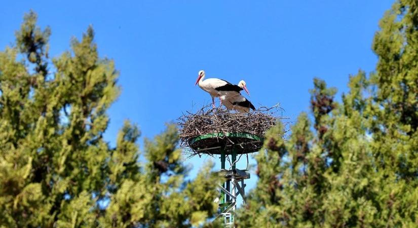 „Otthonteremtési támogatás” gólyáknak: új helyre költözhetett a szandaszőlősi madárpár
