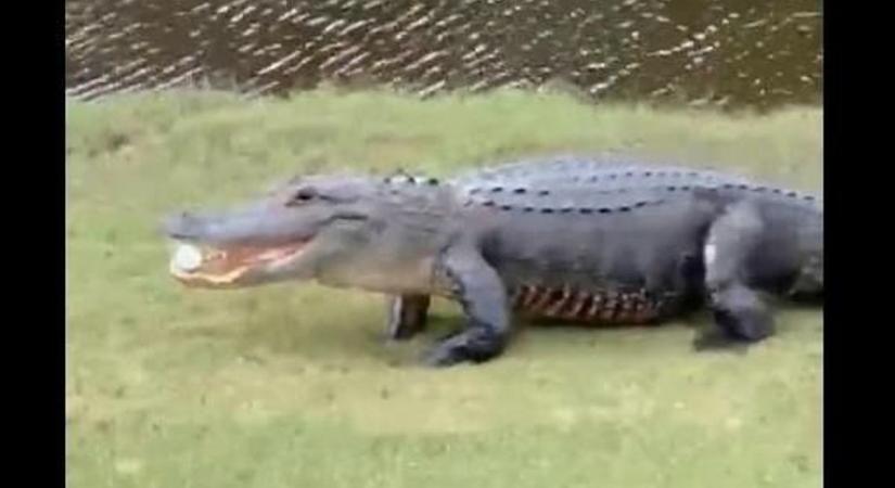 Nagyon furcsa dolgot tett az aligátor a golflabdával - videó