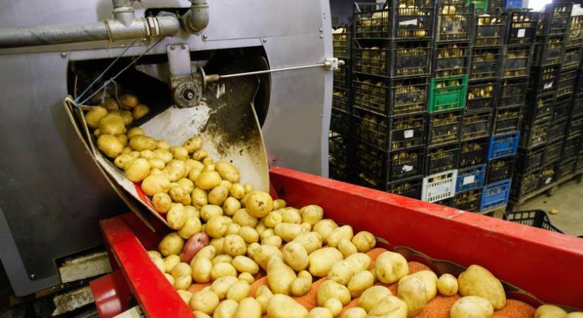 Elárasztják olcsó krumplival Európát: mi is ezt esszük majd?