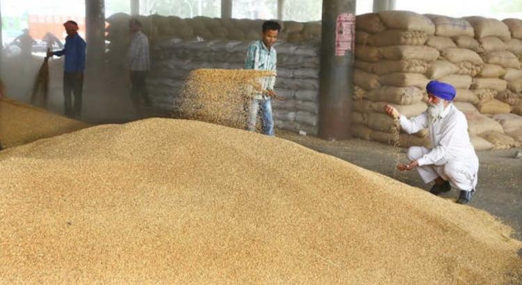 Hat évnyi export után India ismét búzavásárlásra kényszerül