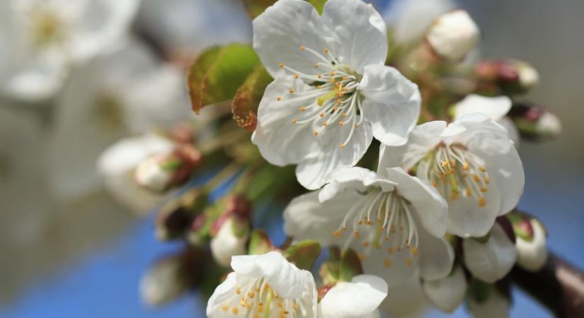 A cseresznye és a meggy még megmenthető – növényvédelmi előrejelzés 14. hét