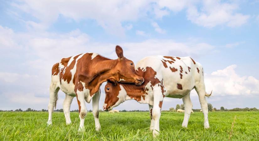 A tehenek hasonlóan beszélgetnek egymással, mint az emberek