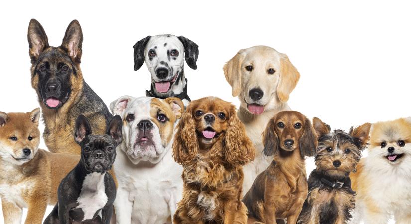 Ez az 5 legkedvesebb kutyafajta tele érzelmekkel