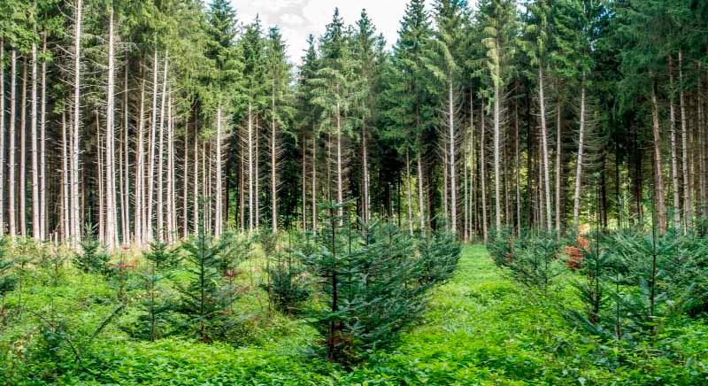 A diverz erdők sokkal hatékonyabb szénelnyelők, mint a monokultúrás erdők