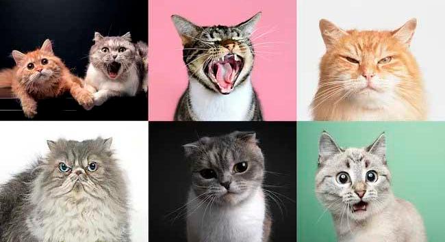 A macskáknak 276 arckifejezésük van - több, mint az embernek