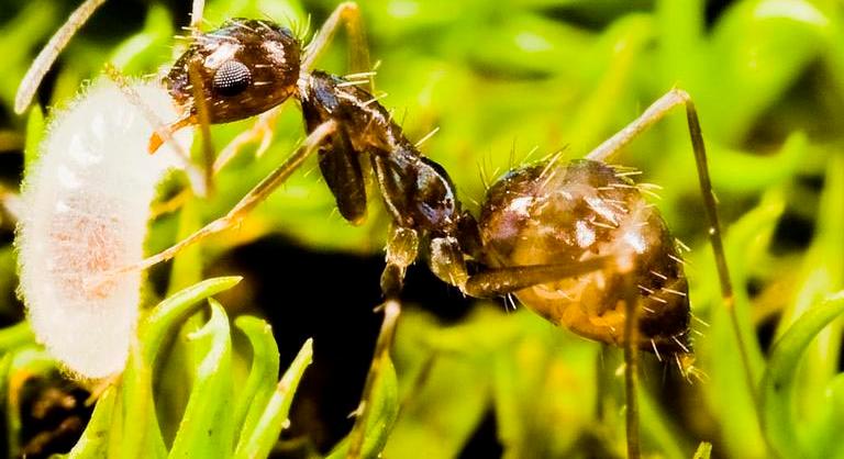 A hangyák a nagy objektumokat kollektíven szállítják, oly módon, ahogy a folyadékon áthaladnak az önjáró részecskék