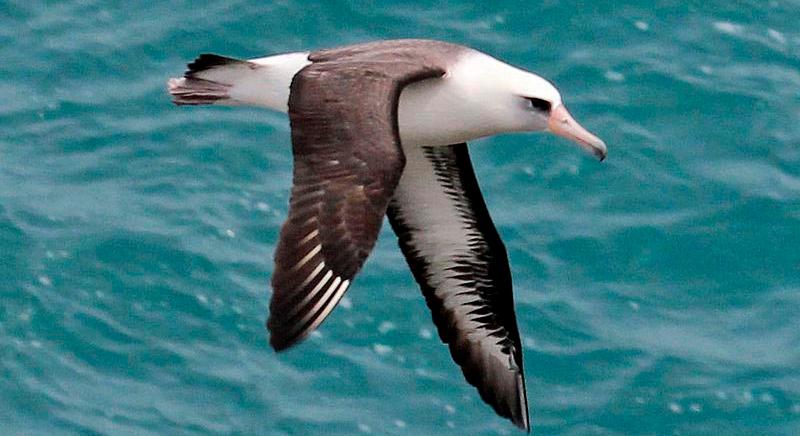 Bebizonyították: az albatroszok infrahanggal navigálnak hosszú útjaikon