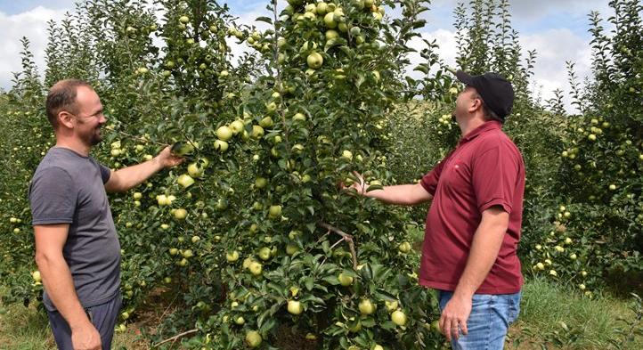 Óvatos derűlátás az almatermesztők körében - Elkezdődött a szüret