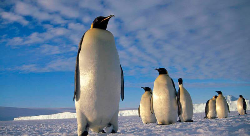 Eltűnhetnek a pingvinek költőhelyei az Antarktiszról