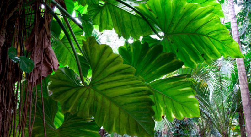 A Föld melegedésével a trópusi erdők fái elérik hőtűrő képességük határát és megszűnik a fotoszintézis