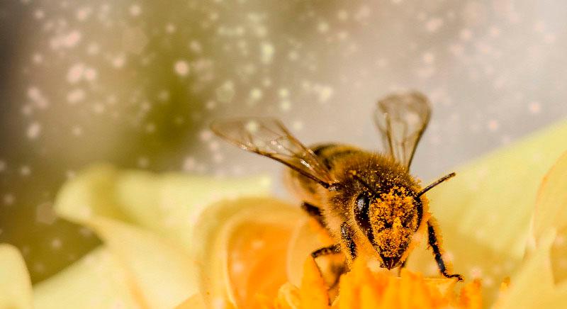 A méhek egy ősi szuperkontinensről származhatnak