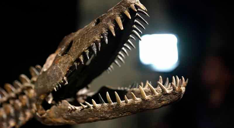 Dinoszaurusz-csontvázakat árvereznek el