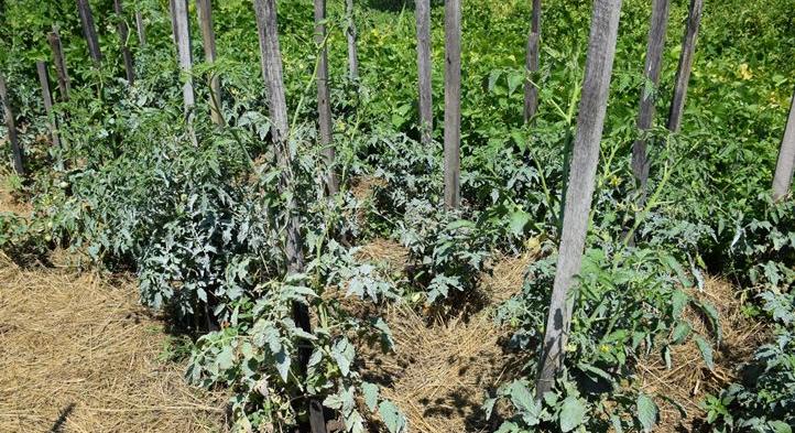 Víztakarékos növénygondozás - Mulccsal védjük és tápláljuk a talajt