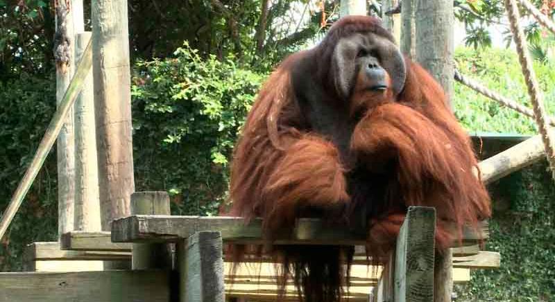 Ezt tanítják nekünk az orangutánok a beszéd evolúciójáról