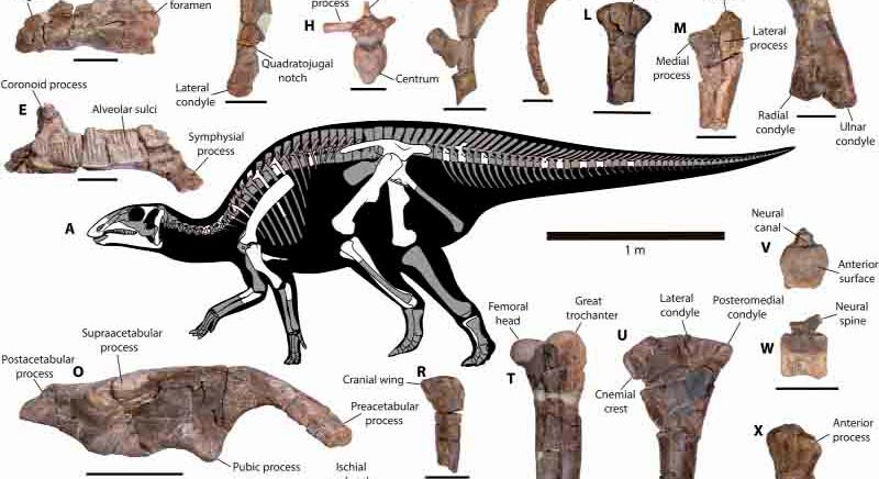 Kacsacsőrű dinoszaurusz maradványokat találták Chileben