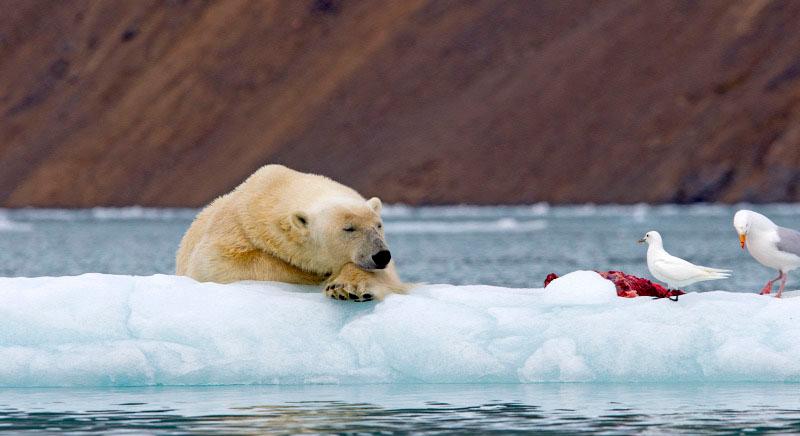 Nem csak a jégolvadás fenyegeti a jegesmedvéket