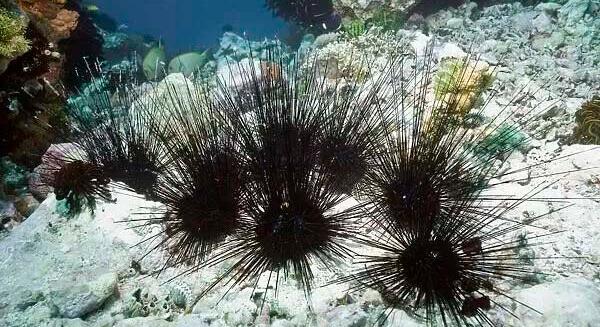Tömegesen pusztulnak a tengeri sünök a Vörös-tenger korallzátonyain