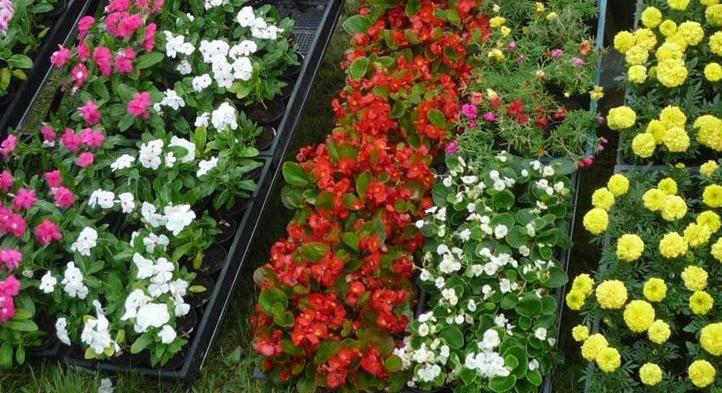 Egynyári virágok ültetése és gondozása - Milyen lesz idén a virágoskerted?