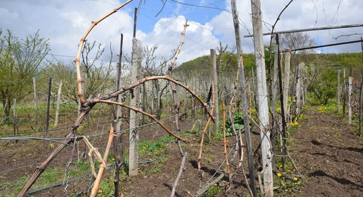 Gondolatok a szőlő 2023-as növényvédelmével kapcsolatban - Előtérben az okszerű védekezés