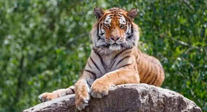 Egy új kutatás szerint a szibériai tigrisek két fő személyiség típusba tartoznak