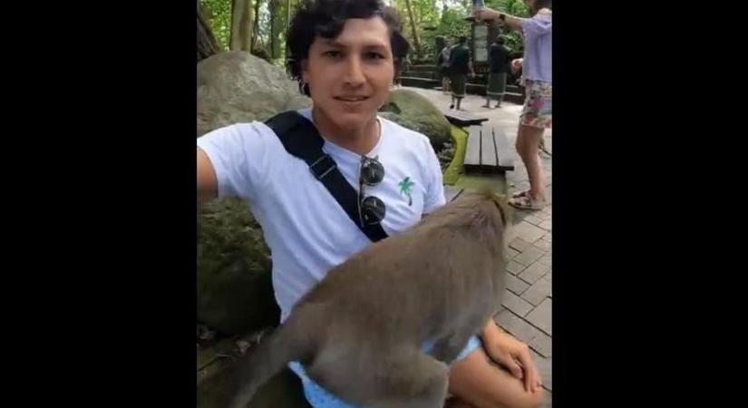Félreértette a turista a majom viselkedését, jól ráfizetett - videó