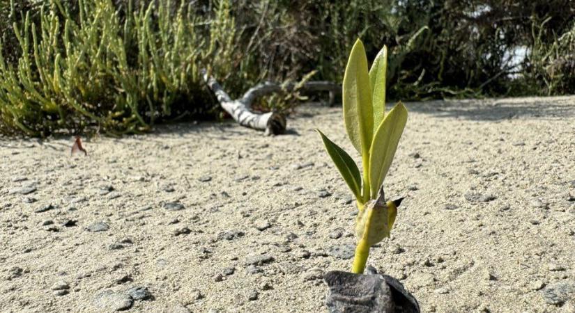 Abu Dhabiban 850ezer mangrovefát ültettek