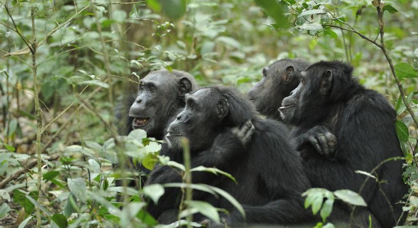 A ritkaföldfémek fokozódó kitermelése 180 ezer vadon élő csimpánz, bonobó és gorilla életét fenyegeti Afrikában