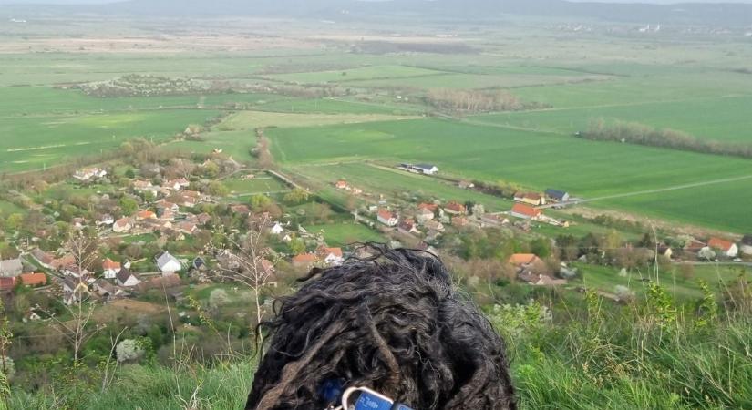 Hova menjek április első hétvégéjén a Bakonyban? Öt tipp mancsbarangolástól magbörzéig