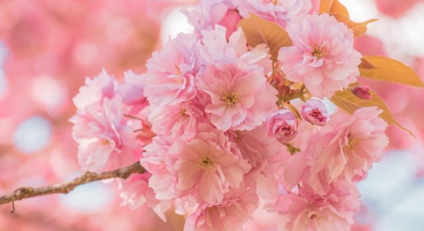 Hétvégén cseresznyevirág-ünnep