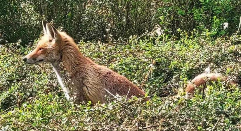 Ilyen nincs! Hatalmas róka napfürdőzött Debrecenben