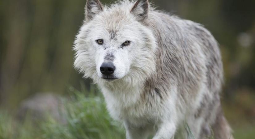 Szörnyű hibát követett el a vadászó farkas – videón a baklövése