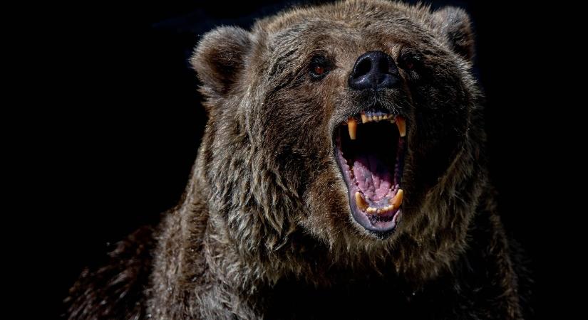 Erdészt sebesített meg egy hatalmas medve