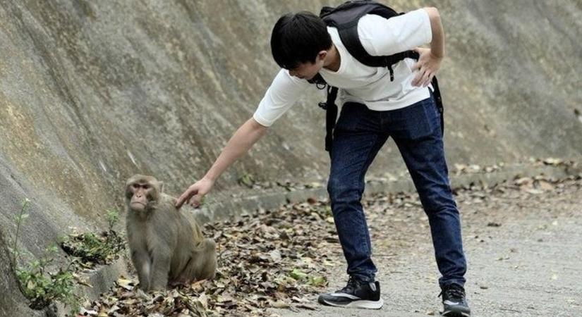 Majmok által hordozott halálos vírus miatt adtak ki figyelmeztetést Hongkongban