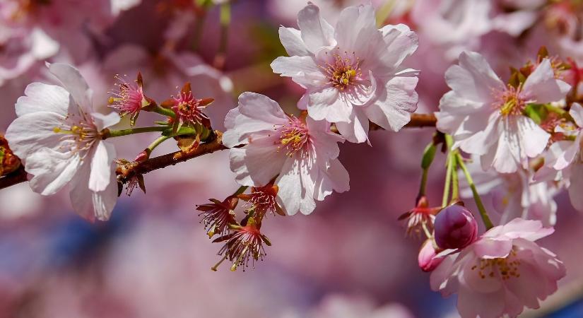 Gyümölcsöskertek virágfalói: a bundásbogarak